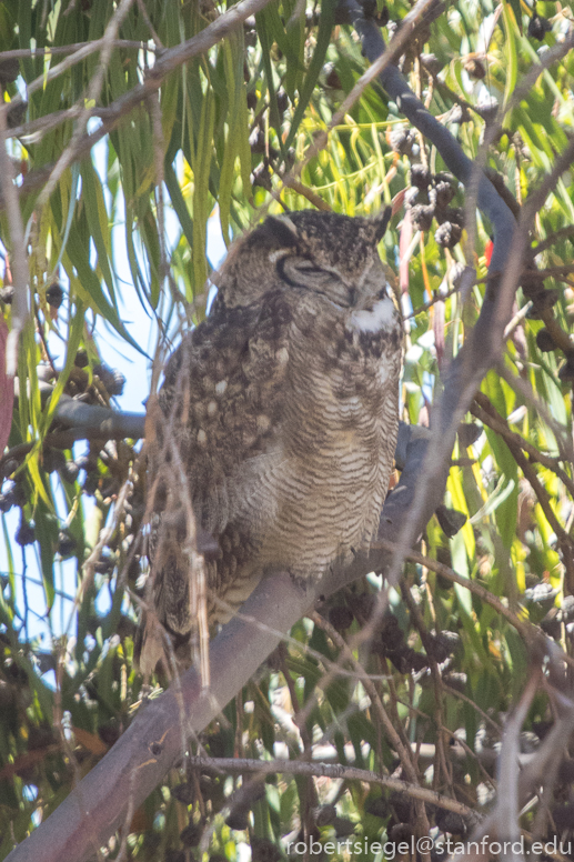 great horned owl